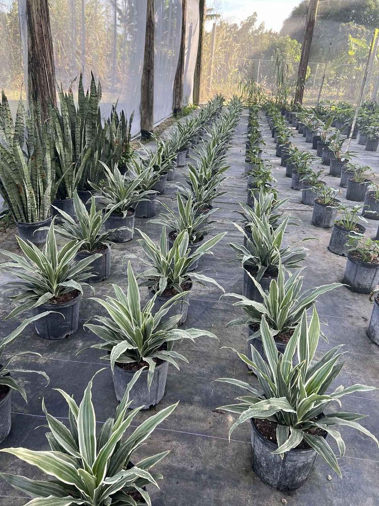 dracaena-deremensis-warneckii-jumbo-striped-dracaena