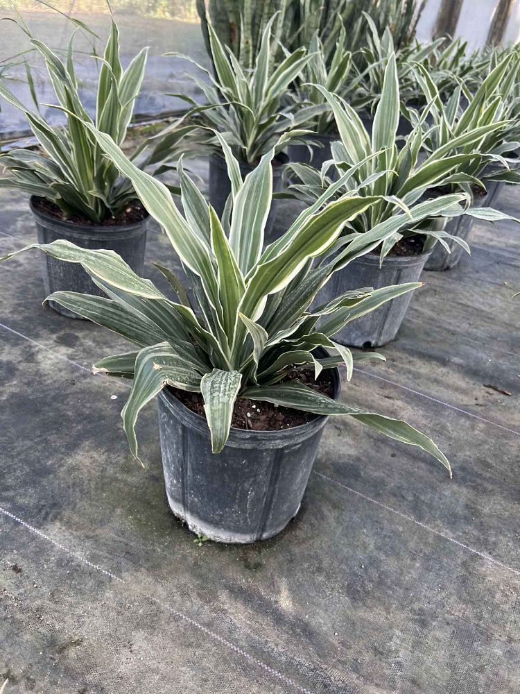 dracaena-deremensis-warneckii-jumbo-striped-dracaena