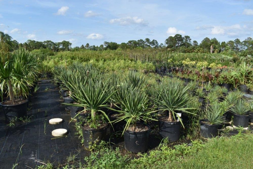 dracaena-draco-canary-islands-dragon-tree-drago