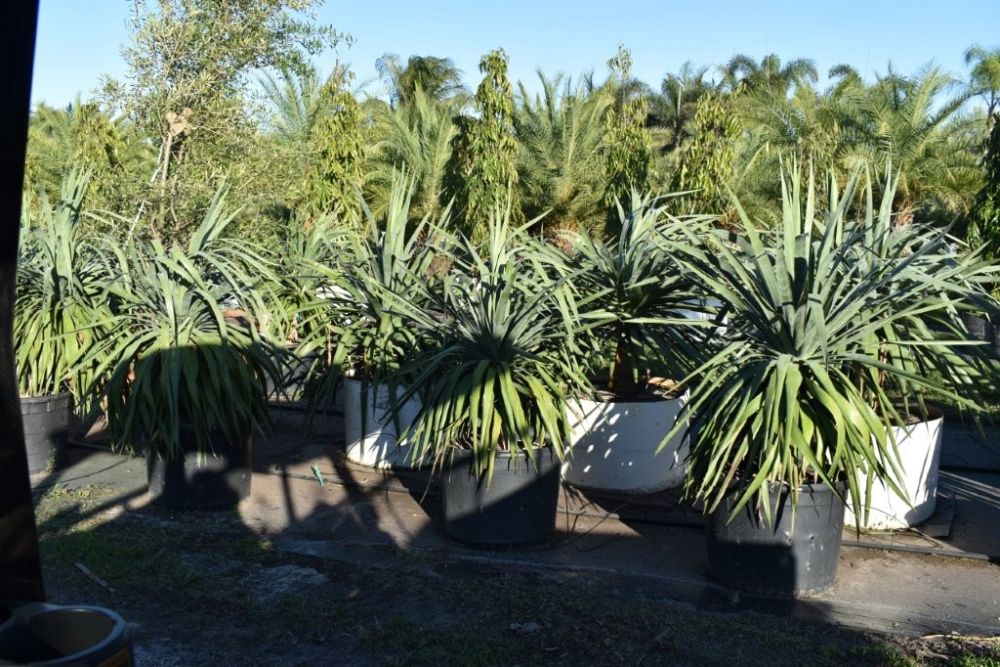 dracaena-draco-canary-islands-dragon-tree-drago