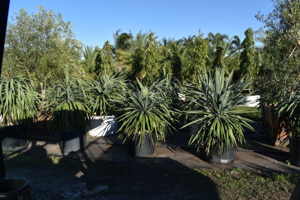 dracaena-draco-canary-islands-dragon-tree-drago