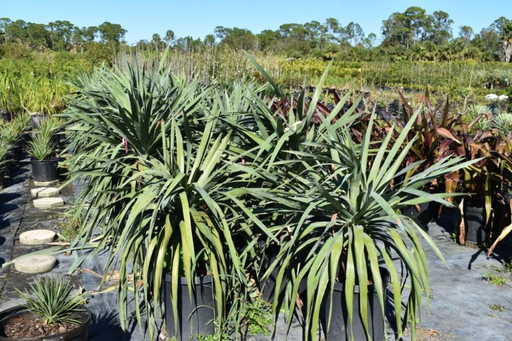 dracaena-draco-canary-islands-dragon-tree-drago