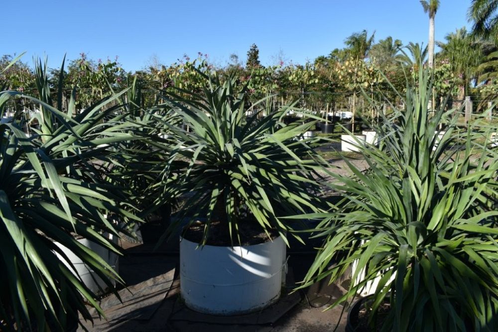 dracaena-draco-canary-islands-dragon-tree-drago