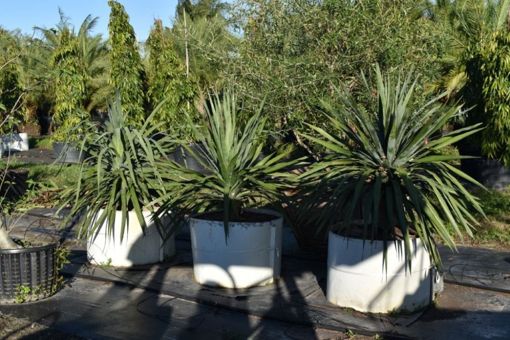 dracaena-draco-canary-islands-dragon-tree-drago