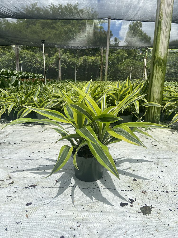 dracaena-fragrans-gold-star-chinese-moneytree-dragon-tree-dracaena-deremensis-warneckii-gold-star