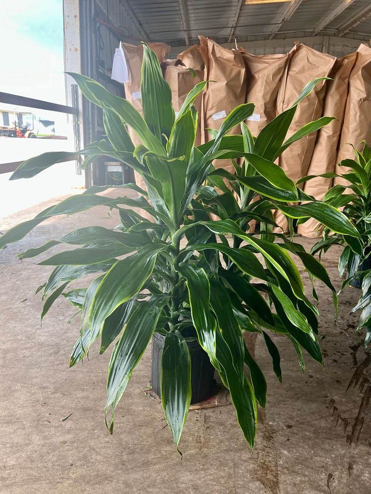 dracaena-fragrans-gold-star-chinese-moneytree-dragon-tree-dracaena-deremensis-warneckii-gold-star