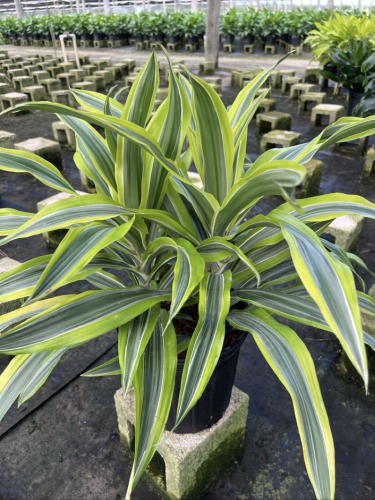 dracaena-fragrans-gold-star-chinese-moneytree-dragon-tree-dracaena-deremensis-warneckii-gold-star