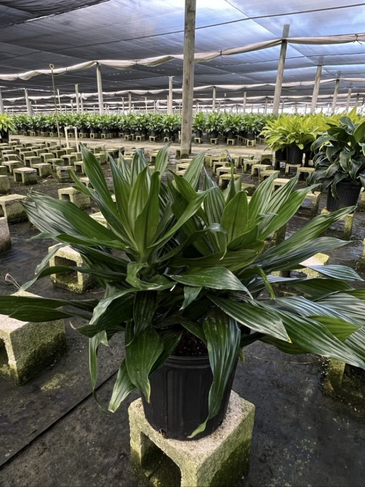 dracaena-fragrans-green-jewel-chinese-money-tree-dragon-tree