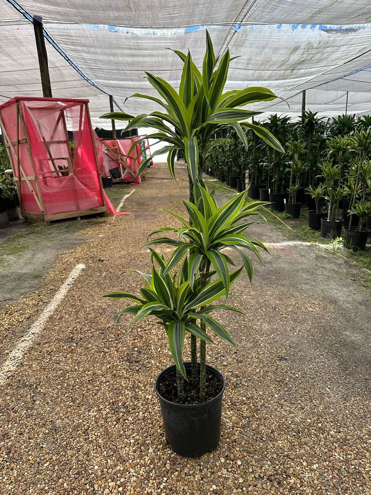 dracaena-fragrans-lemon-lime-chinese-moneytree-dragon-tree-dracaena-deremensis-lemon-lime