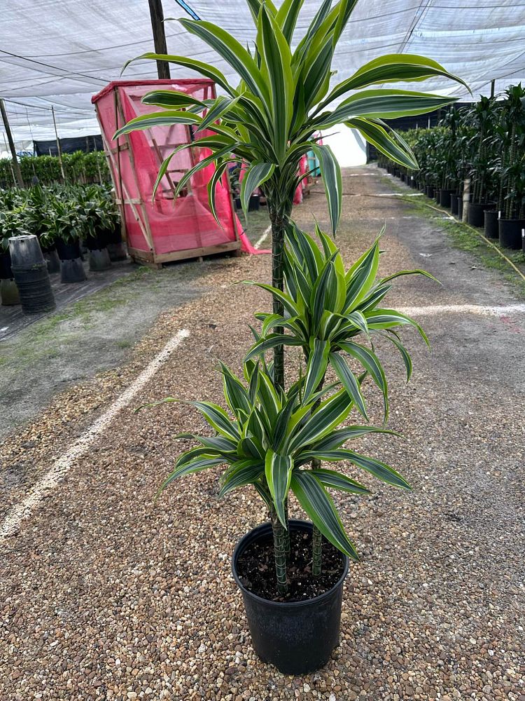 dracaena-fragrans-lemon-lime-chinese-moneytree-dragon-tree-dracaena-deremensis-lemon-lime