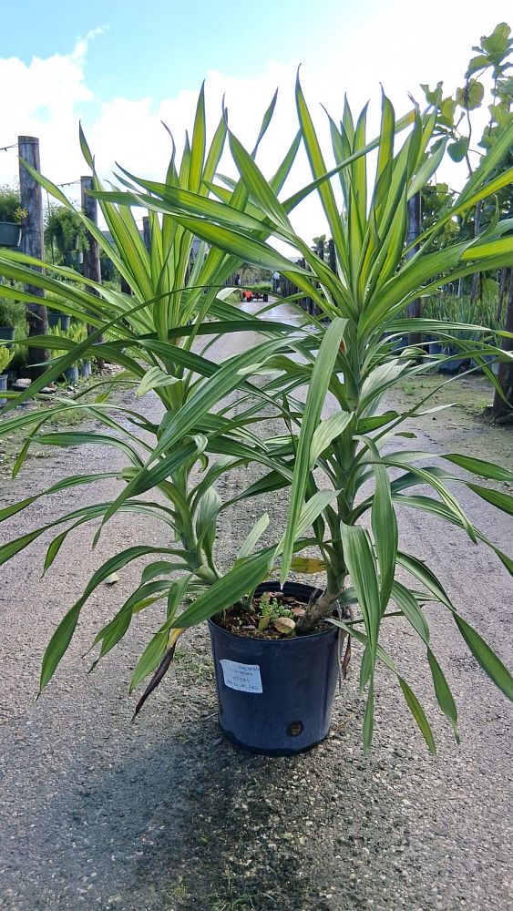 dracaena-fragrans-lemon-lime-chinese-moneytree-dragon-tree-dracaena-deremensis-lemon-lime