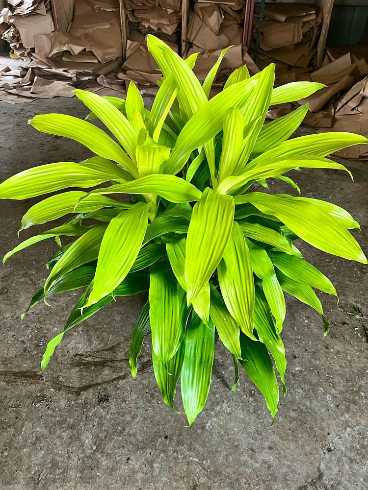 dracaena-fragrans-limelight-chinese-money-tree-dragon-tree