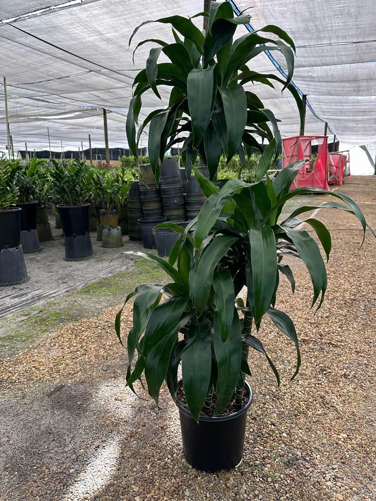 dracaena-fragrans-lisa-chinese-money-tree-dragon-tree