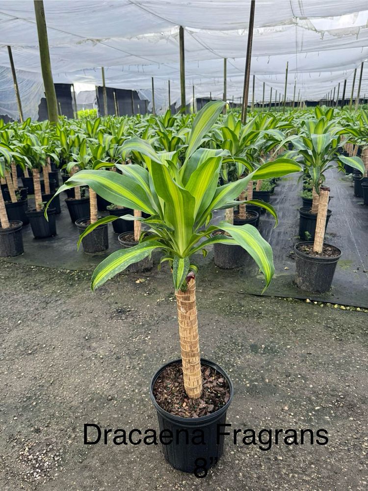 dracaena-fragrans-massangeana-corn-plant