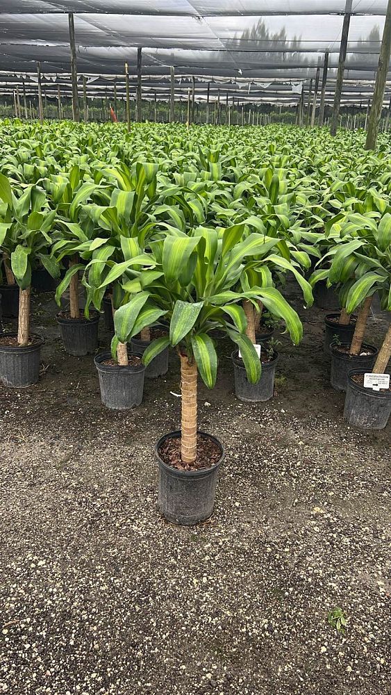 dracaena-fragrans-massangeana-corn-plant