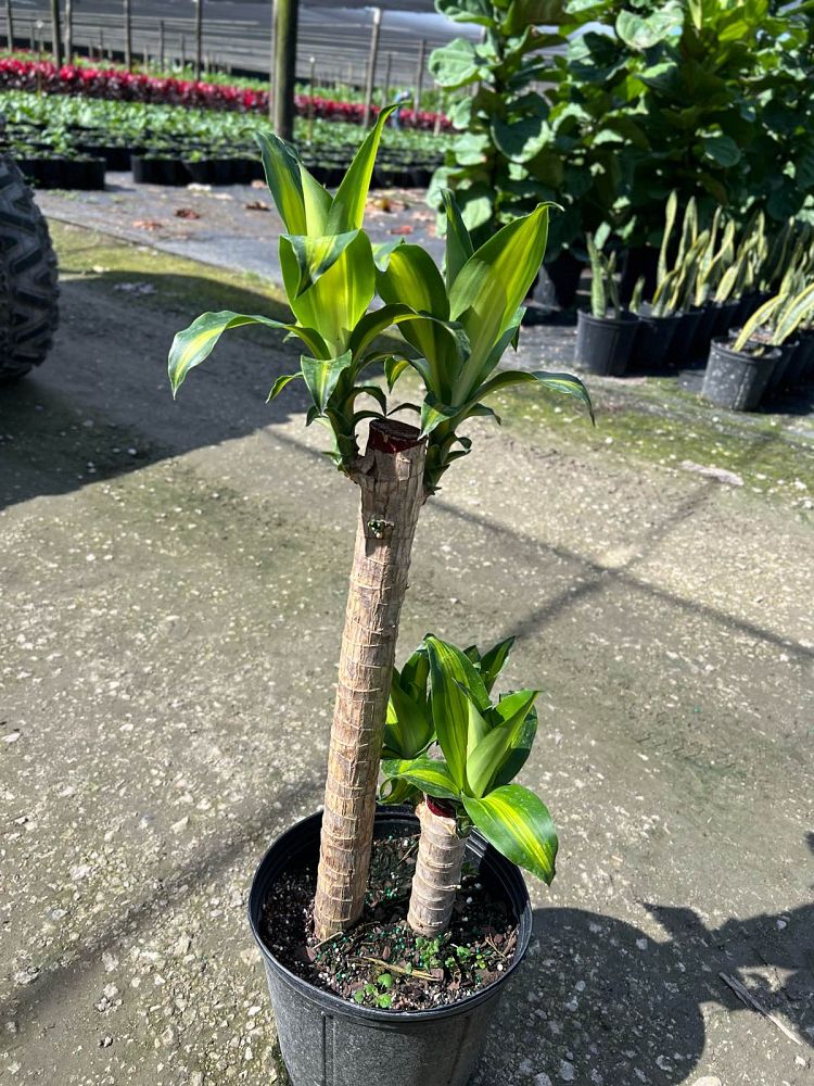 dracaena-fragrans-massangeana-corn-plant