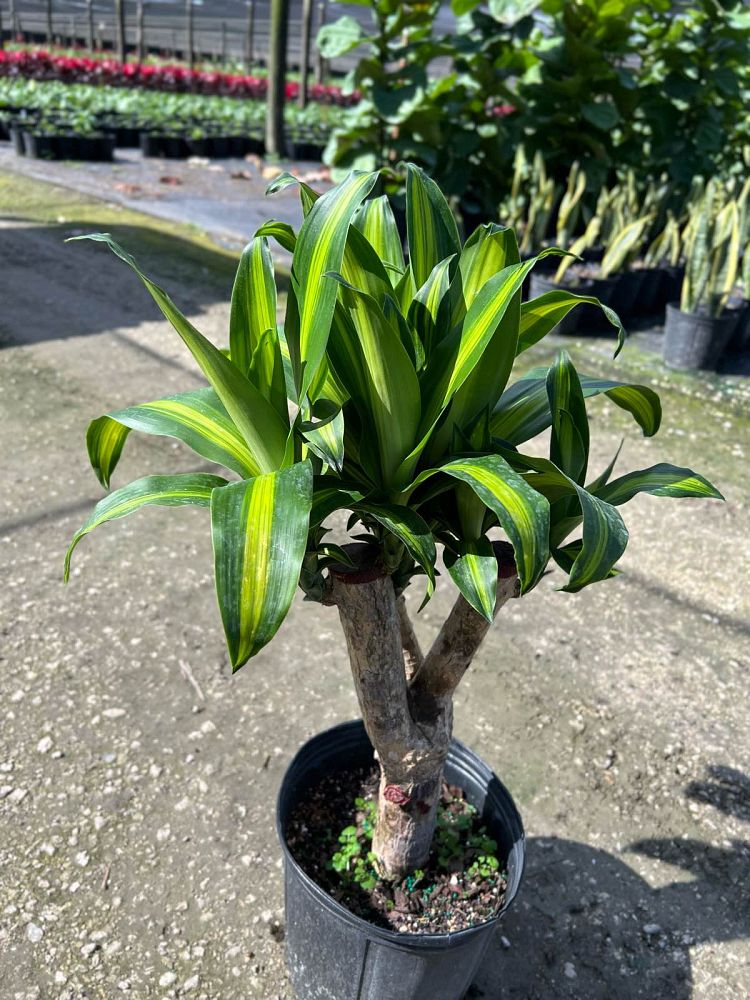 dracaena-fragrans-massangeana-corn-plant