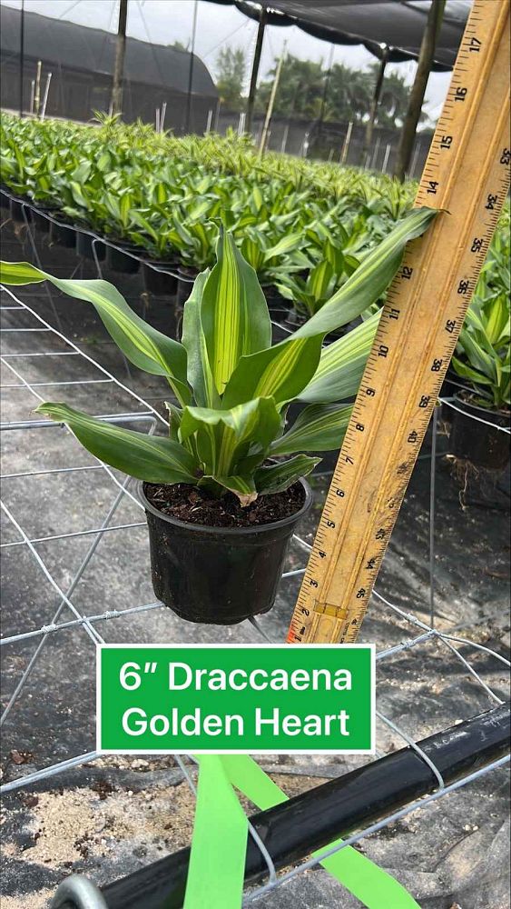 dracaena-golden-heart-dracaena-giganta