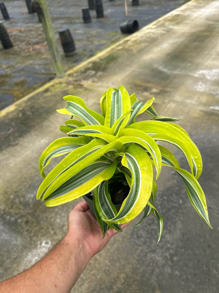 dracaena-lemon-surprise