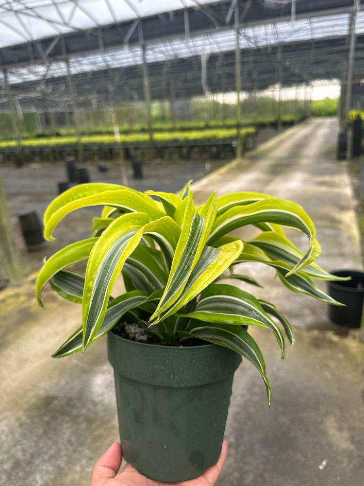 dracaena-lemon-surprise