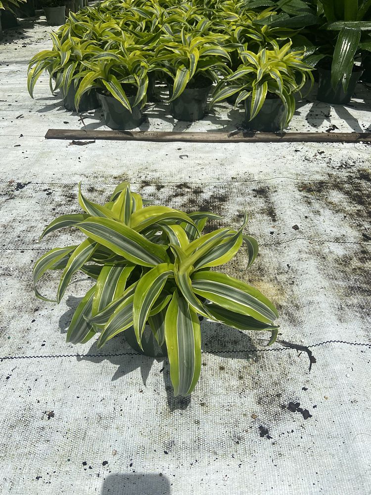 dracaena-lemon-surprise