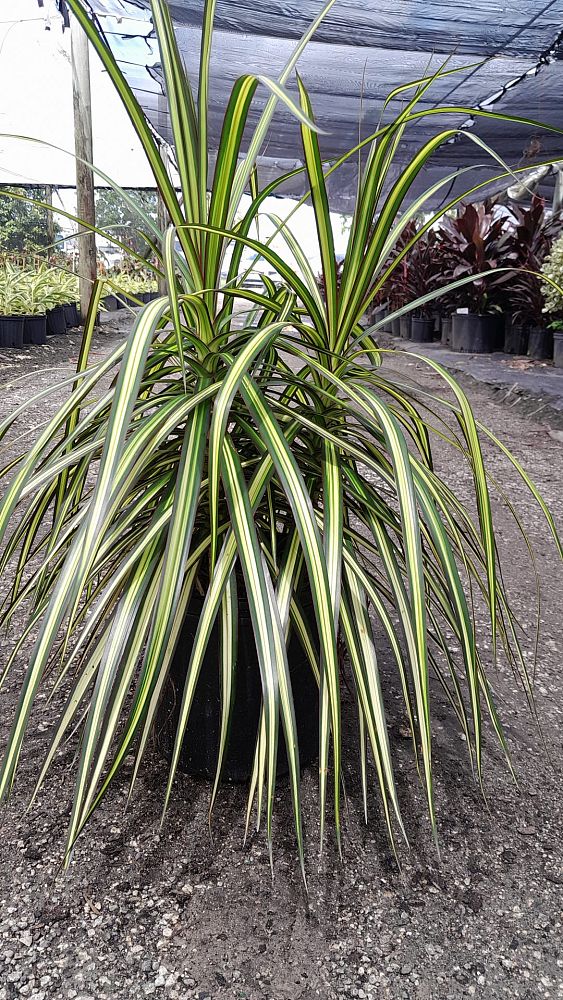 dracaena-marginata-kiwi-kiwi-dragon-tree