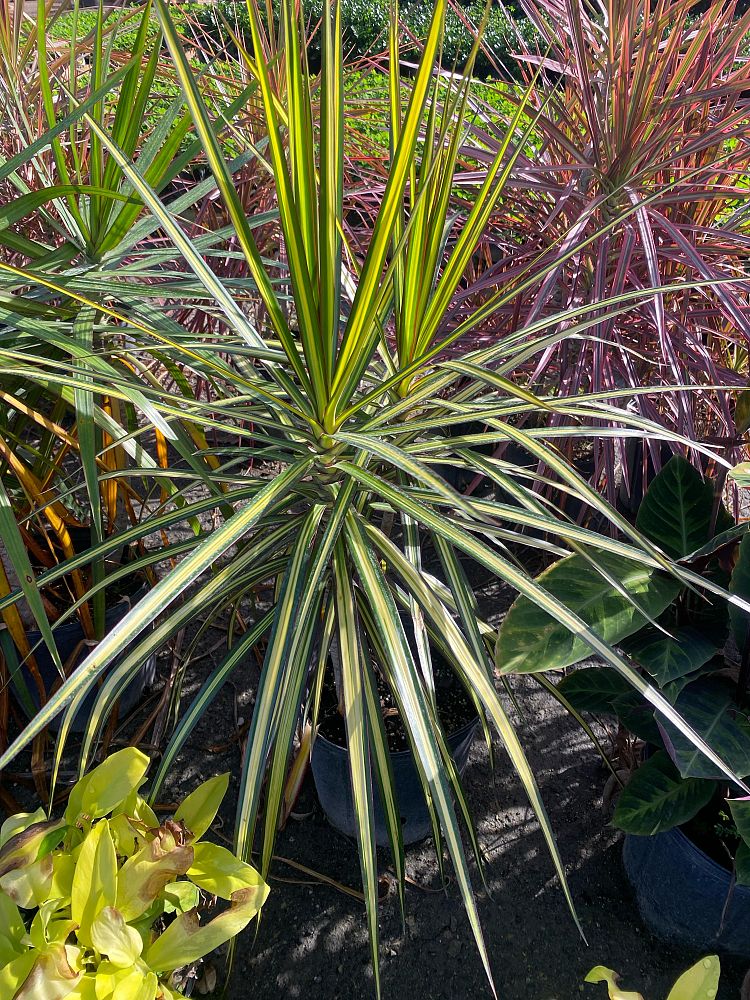 dracaena-marginata-kiwi-kiwi-dragon-tree