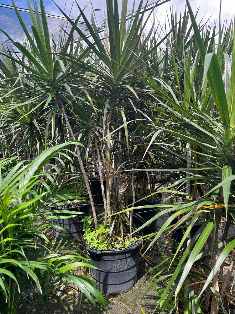 dracaena-marginata-madagascar-dragon-tree