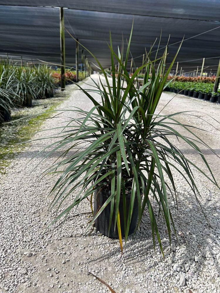 dracaena-marginata-madagascar-dragon-tree