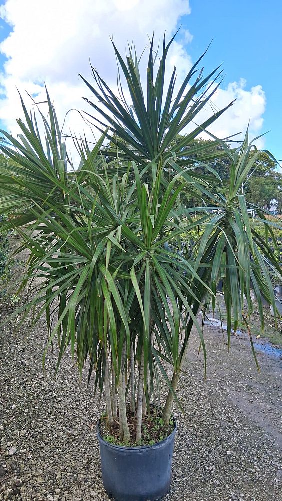 dracaena-marginata-madagascar-dragon-tree