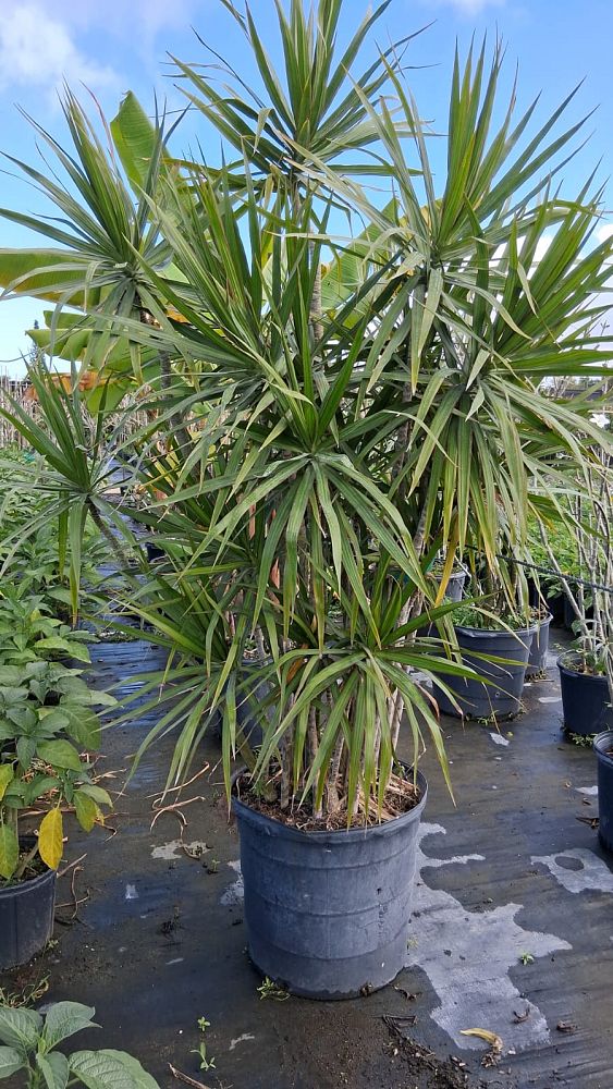 dracaena-marginata-madagascar-dragon-tree