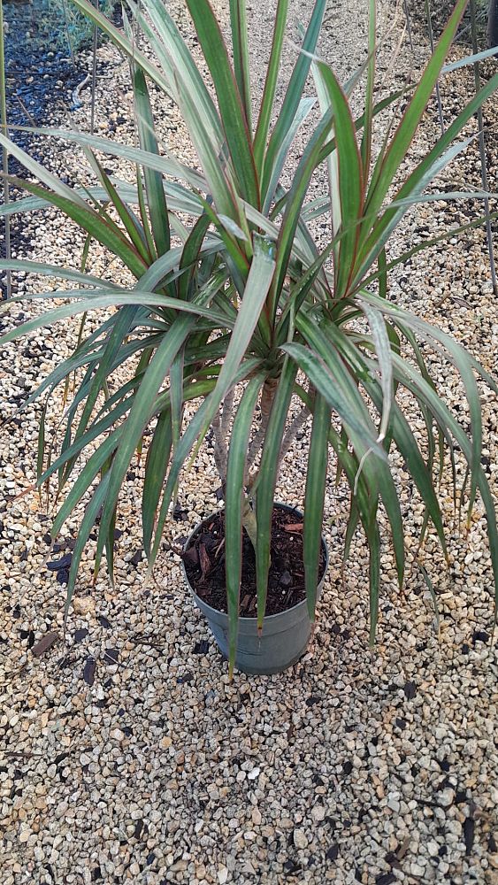 dracaena-marginata-madagascar-dragon-tree