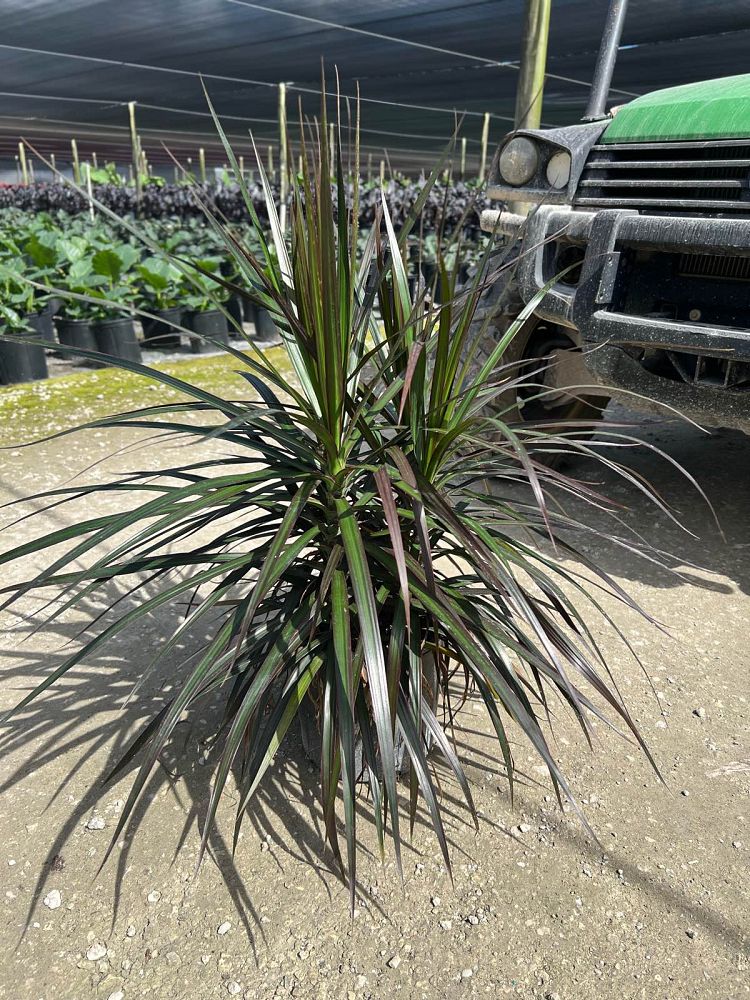 dracaena-marginata-magenta-madagascar-dragon-tree