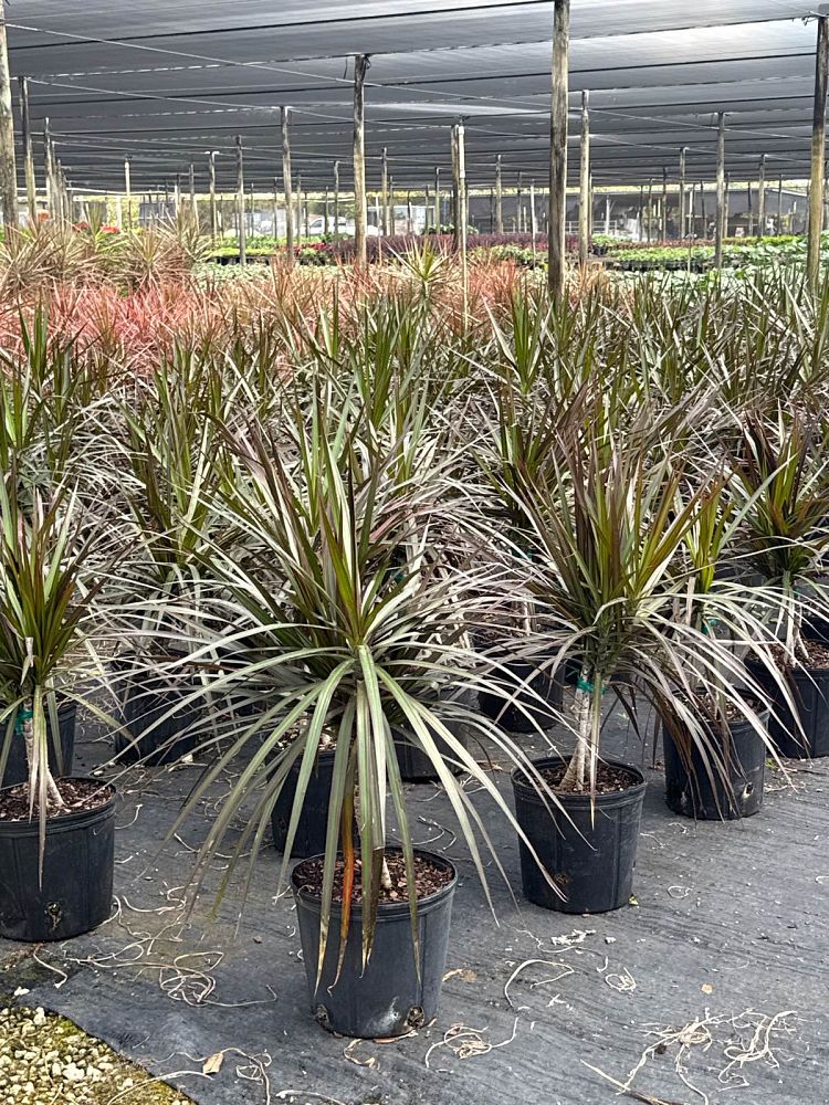 dracaena-marginata-magenta-madagascar-dragon-tree