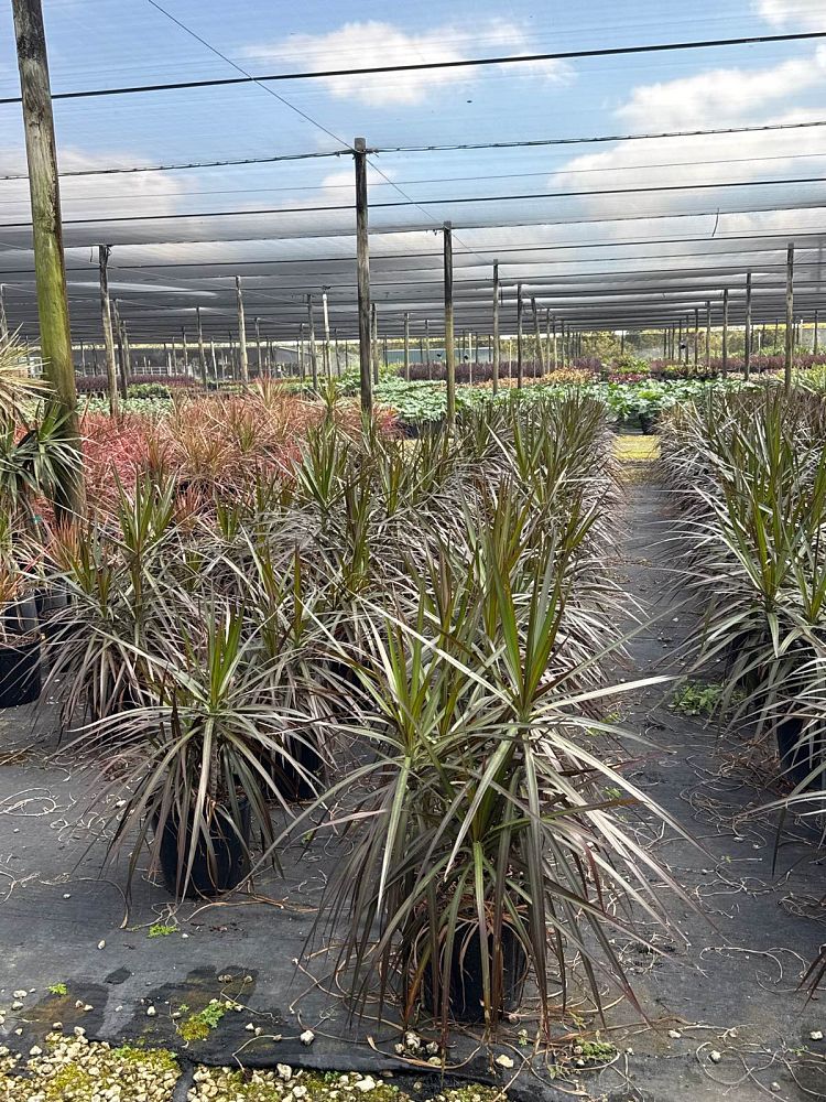 dracaena-marginata-magenta-madagascar-dragon-tree