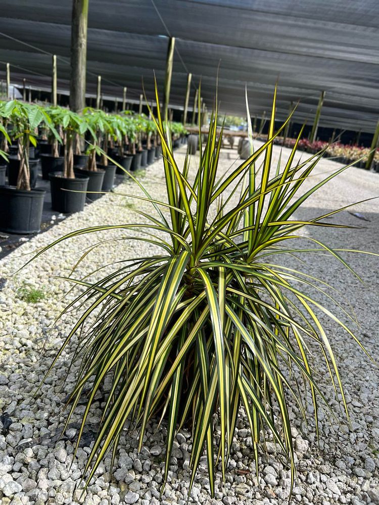 dracaena-marginata-ray-of-sunshine-madagascar-dragon-tree