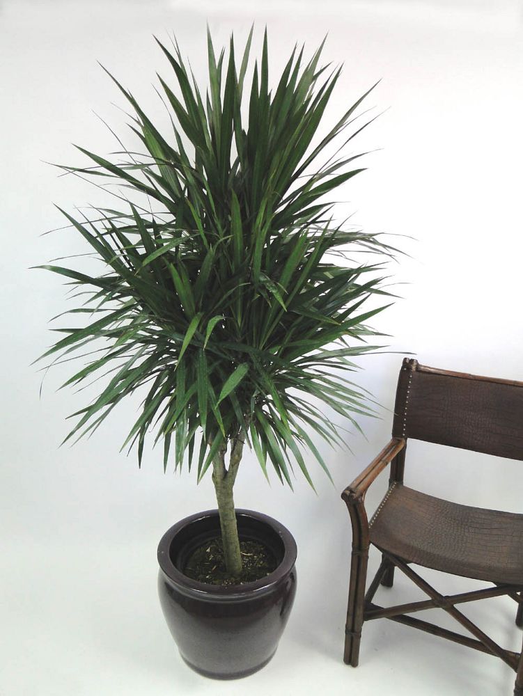 dracaena-marginata-tarzan-madagascar-dragon-tree