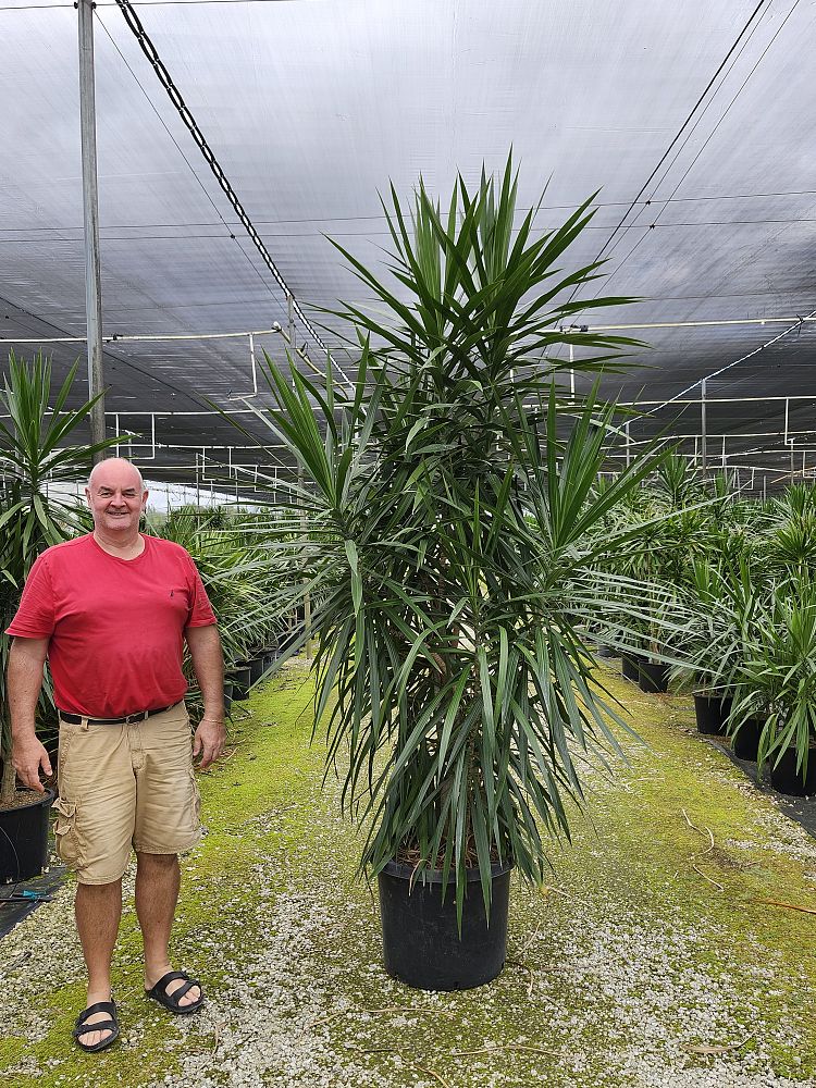 dracaena-marginata-tarzan-madagascar-dragon-tree