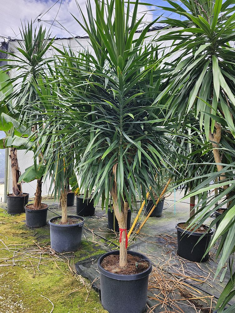 dracaena-marginata-tarzan-madagascar-dragon-tree