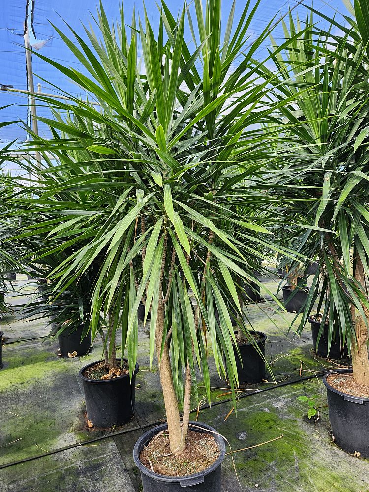 dracaena-marginata-tarzan-madagascar-dragon-tree