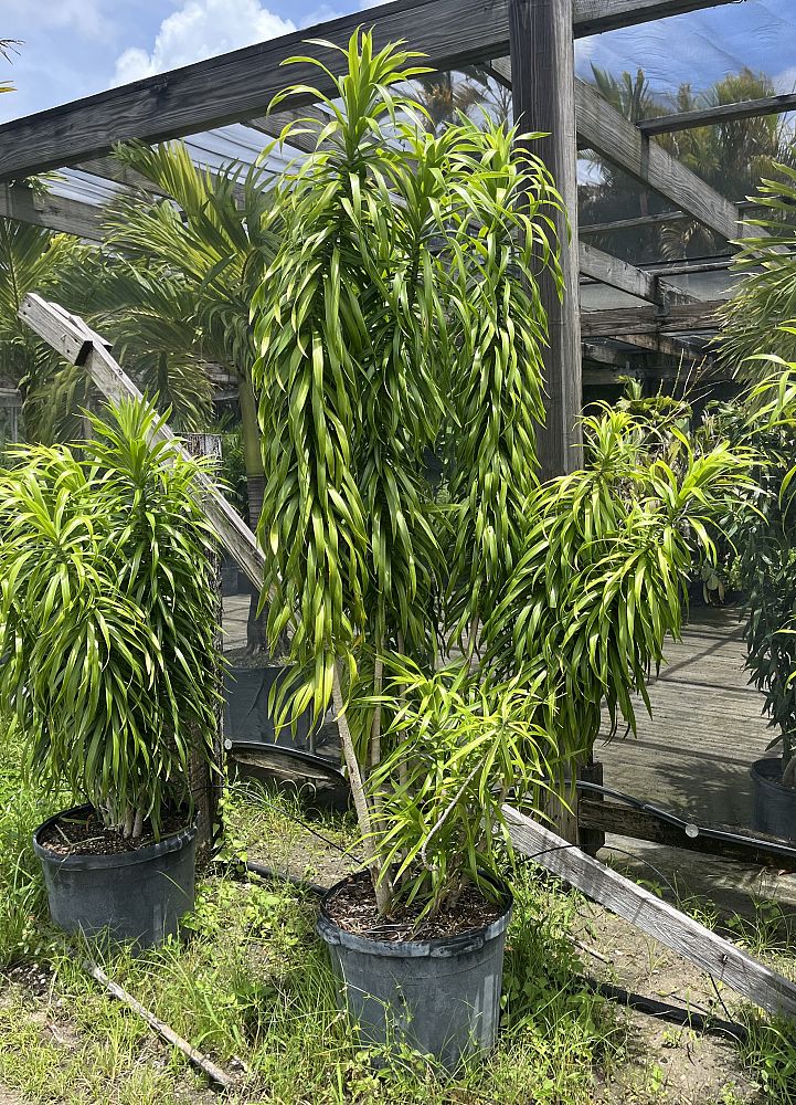 dracaena-reflexa-anita-pleomele