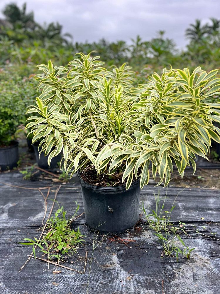 dracaena-reflexa-song-of-india-pleomele-dracaena-reflexa-variegata