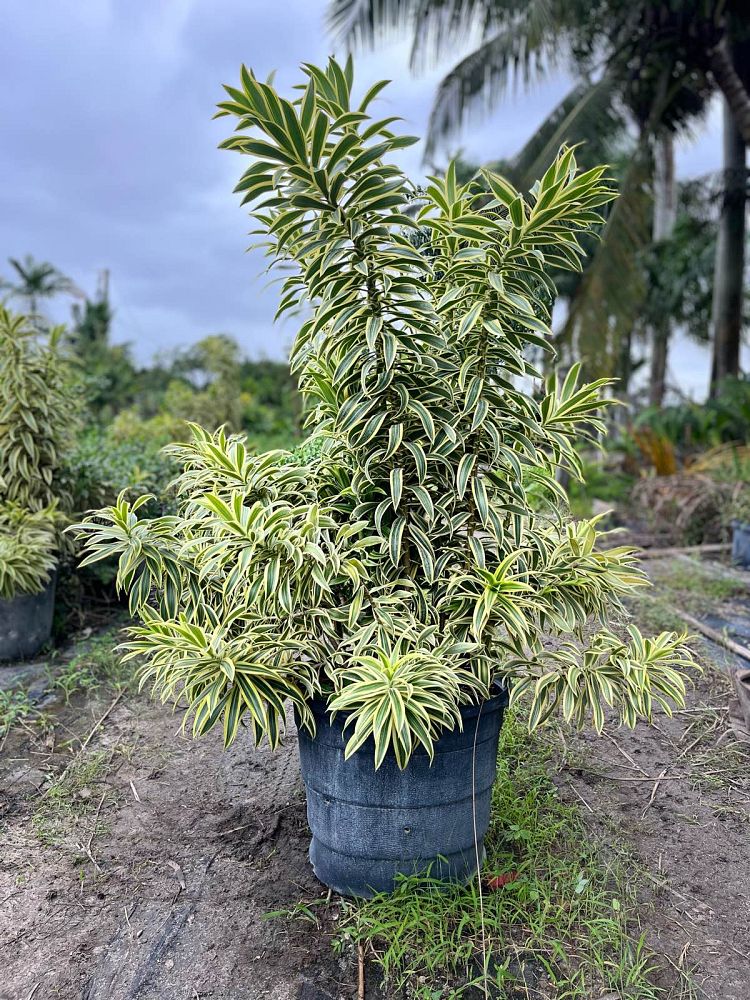 dracaena-reflexa-song-of-india-pleomele-dracaena-reflexa-variegata