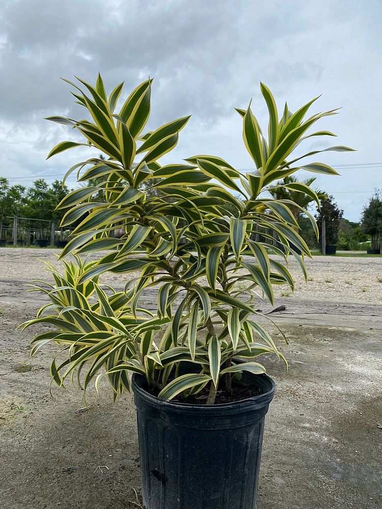 dracaena-reflexa-song-of-india-pleomele-dracaena-reflexa-variegata