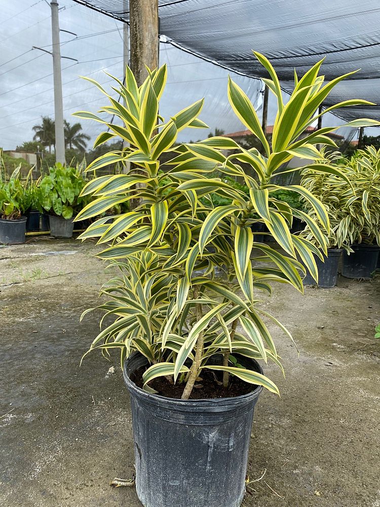 dracaena-reflexa-song-of-india-pleomele-dracaena-reflexa-variegata