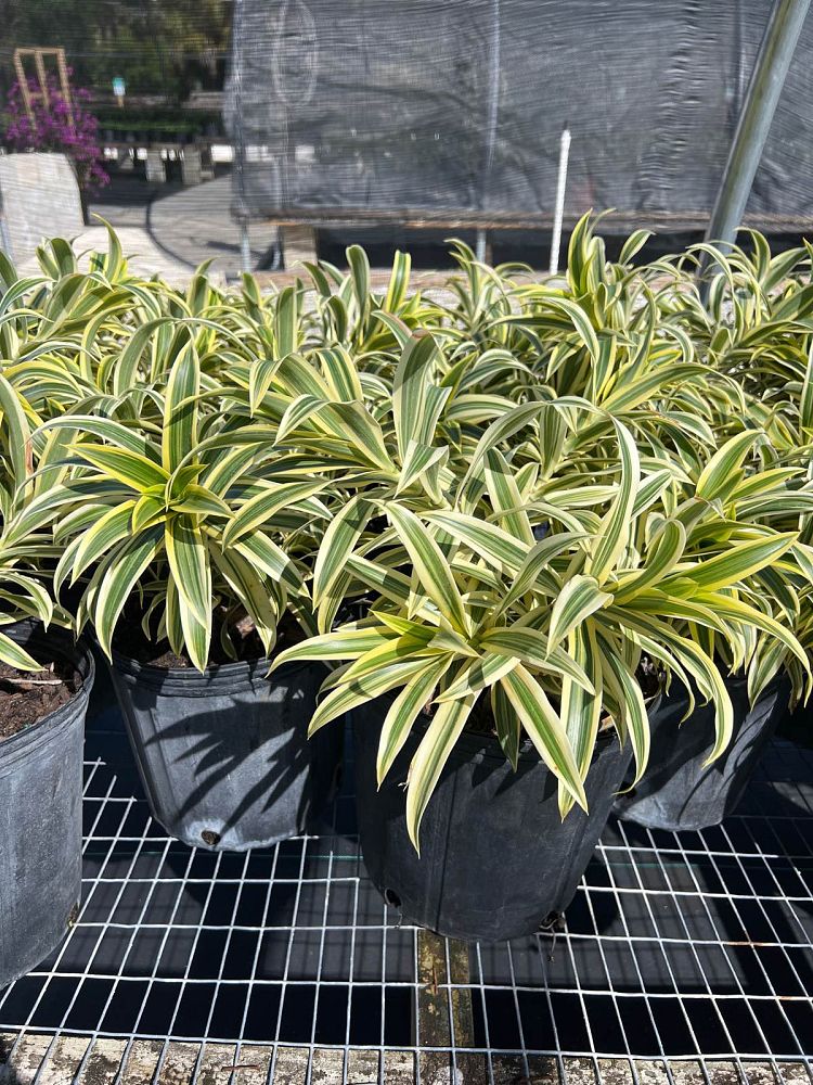 dracaena-reflexa-song-of-india-pleomele-dracaena-reflexa-variegata