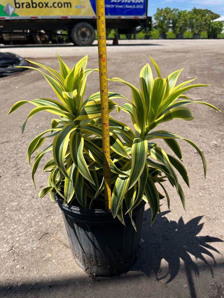 dracaena-reflexa-song-of-india-pleomele-dracaena-reflexa-variegata