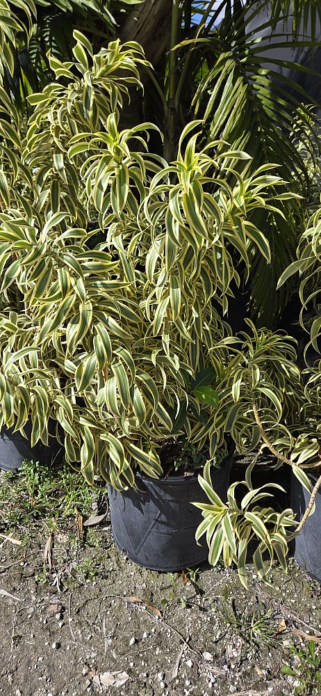 dracaena-reflexa-song-of-india-pleomele-dracaena-reflexa-variegata