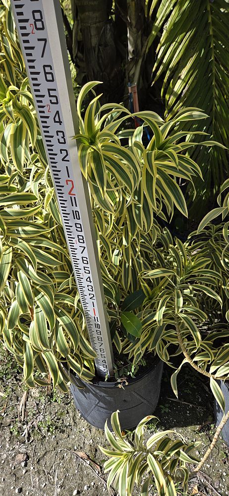 dracaena-reflexa-song-of-india-pleomele-dracaena-reflexa-variegata