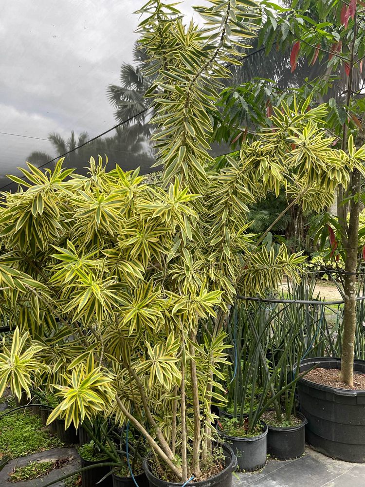 dracaena-reflexa-song-of-india-pleomele-dracaena-reflexa-variegata